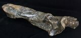 Woolly Rhinoceros Ulna Bone - Late Pleistocene #3443-1